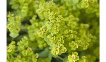 Gartenbaumschule Becker