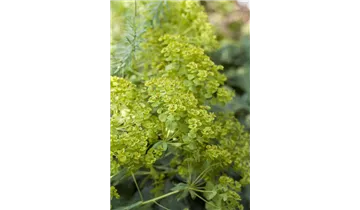 Gartenbaumschule Becker