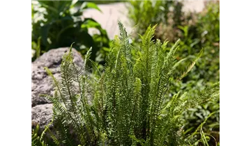 Gartenbaumschule Becker