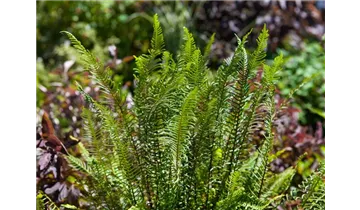 Gartenbaumschule Becker