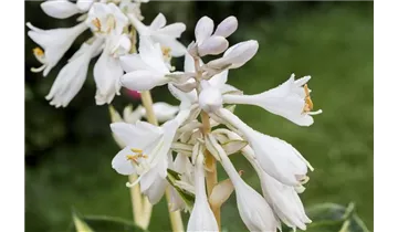 Gartenbaumschule Becker