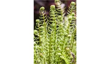 Gartenbaumschule Becker