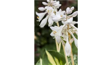 Gartenbaumschule Becker