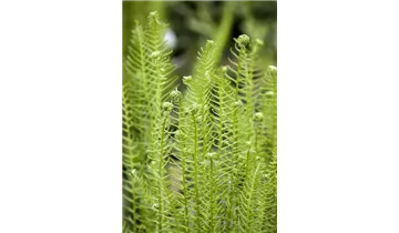 Gartenbaumschule Becker