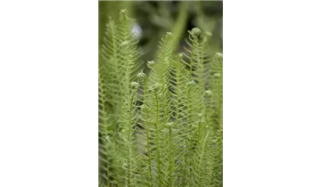 Gartenbaumschule Becker