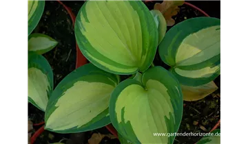 Gartenbaumschule Becker