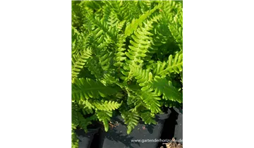 Gartenbaumschule Becker