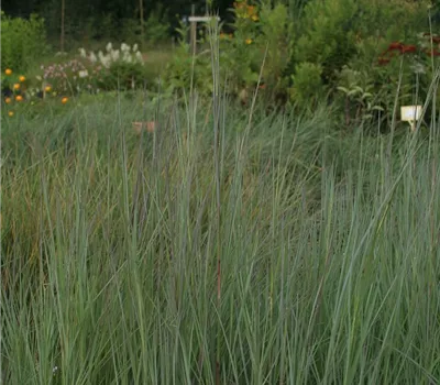 Blaugraues Garten-Präriegras 'Prairie Blues' Blaugraues Garten-Präriegras 'Prairie Blues'
