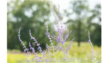 Gartenbaumschule Becker
