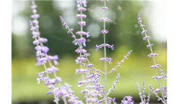 Gartenbaumschule Becker