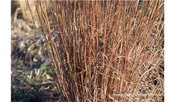 Gartenbaumschule Becker