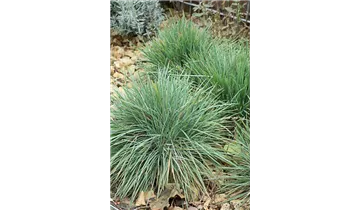 Gartenbaumschule Becker