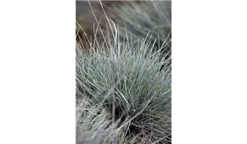 Gartenbaumschule Becker