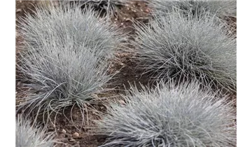 Gartenbaumschule Becker