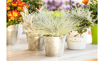 Gartenbaumschule Becker