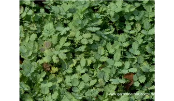 Gartenbaumschule Becker