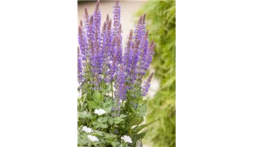 Gartenbaumschule Becker