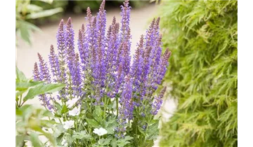 Gartenbaumschule Becker