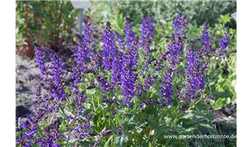 Gartenbaumschule Becker