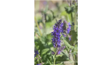 Gartenbaumschule Becker