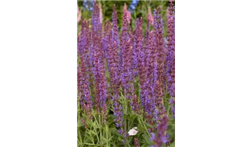 Gartenbaumschule Becker