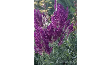 Gartenbaumschule Becker