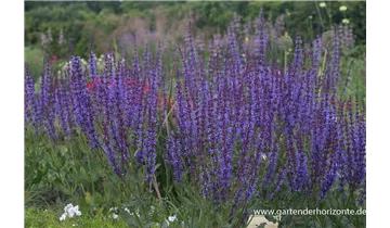 Gartenbaumschule Becker