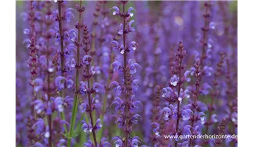 Gartenbaumschule Becker