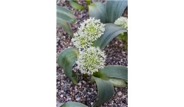 Gartenbaumschule Becker