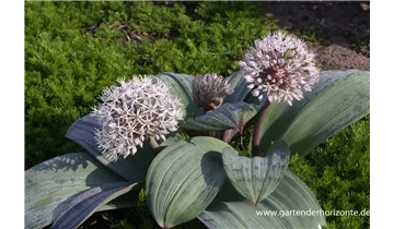 Gartenbaumschule Becker