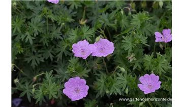 Gartenbaumschule Becker