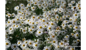 Gartenbaumschule Becker