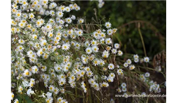 Gartenbaumschule Becker