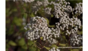 Gartenbaumschule Becker