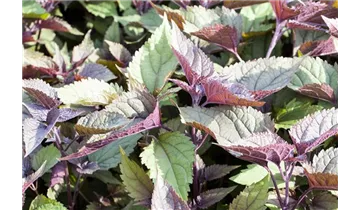 Gartenbaumschule Becker