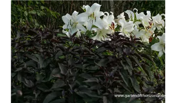 Gartenbaumschule Becker