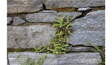 Gartenbaumschule Becker