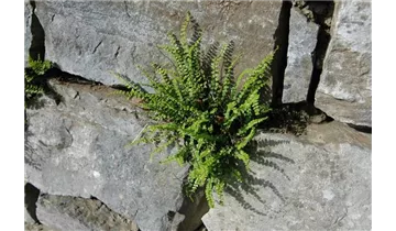 Gartenbaumschule Becker