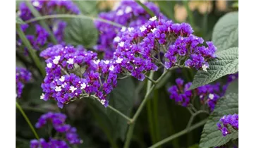 Gartenbaumschule Becker