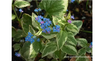 Gartenbaumschule Becker