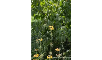 Gartenbaumschule Becker