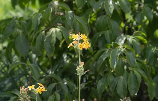 Bulleys Etagen-Schlüsselblume
