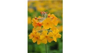 Gartenbaumschule Becker