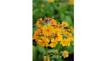 Gartenbaumschule Becker