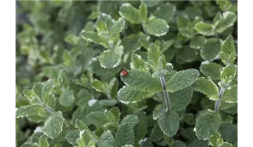 Gartenbaumschule Becker
