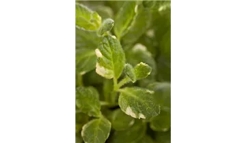 Gartenbaumschule Becker