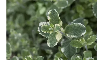 Gartenbaumschule Becker