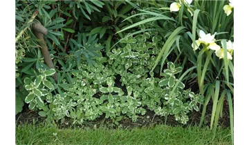 Gartenbaumschule Becker