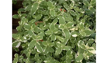 Gartenbaumschule Becker