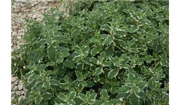 Gartenbaumschule Becker